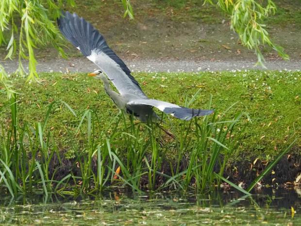 Border Counties Advertizer: A heron comes into land. Picture by David Walker.